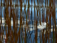 P1060894__Snagged_Feather-JER~1.jpg