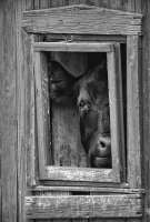 Peeping_Cow_B_W.jpg