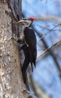 Pileated_Woodpecker_DDingee.jpg