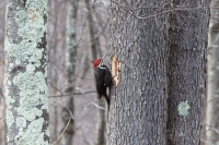 Pileated_Woodpecker_Making_Tree_Nest.jpg