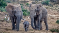 Proud_Parents_by_Bert_Schmitz.jpg