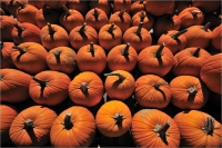 Pumpkins_by_Bert_Schmitz.jpg