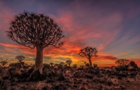 Quiver_Tree_Forest_JLandon.jpg