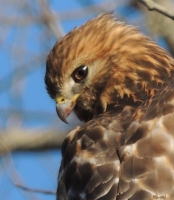 Red-Shouldered_Hawk-_Jane_Rossman.jpg