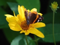 Red_Admiral_Dance_j_gott.JPG