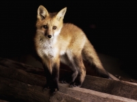 Red_Fox_Pup_B_Wilcox.jpg