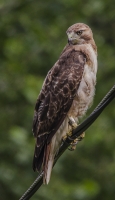 Red_Tail_Contemplation_4774.jpg