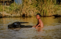 Riding_a_water_buffalo_by_Bert_Schmitz.jpg