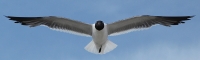 Seagull_DDingee.jpg