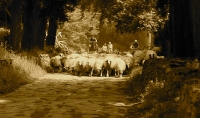 Sheepherding-on-the-Appian-Way2C-Rome_2C-PSA-travel-.jpg