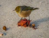 Silvereye_on_seaweed_JLandon.jpg