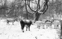 Snow_Falling_on_Cows_DDingee.jpg