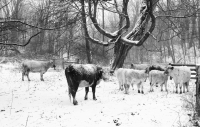 Snow_Falling_on_Cows_DDingee~0.jpg