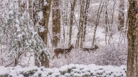 Snow_falling_on_Deer.jpg