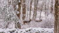 Snow_falling_on_Deer_-_Bert_Schmitz.jpg