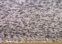 Snowing_Snow__Geese.jpg