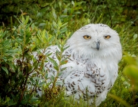 Snowy_Owl_JLandon.jpg