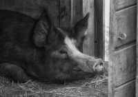 Some_Pig_B_W_no_sig.jpg