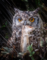 Spotted_Eagle-Owl_and_dinner_JLandon.jpg