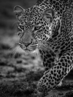 Stalking_Leopard_Neil_Nourse.jpg