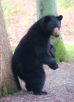 StandingBear_LazloGyorsok.JPG