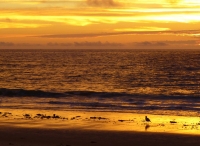 Sunrise_Beach_Gull_Jane_Rossman.jpg