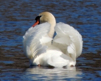 Swan_Display_-_JER.jpg