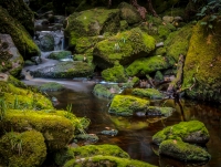 Tasmanian_Stream_JLandon-2.jpg