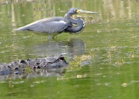 The_Heron_Knows_the_Gator_Just_Ate.jpg