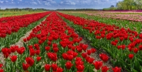 Tulips_in_Perspective.jpg