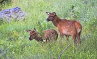 Twins_in_Yellowstone_National_Park_DDingee.jpg