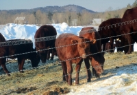 Valley_Cattle_Protected_by_a_Snow_Bank_adj.jpeg