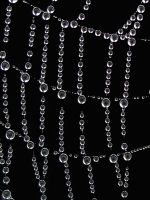 WEB.jpg