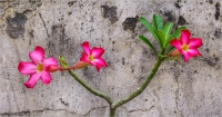 Wall_Flowers_by_Bert_Schmitz.jpg