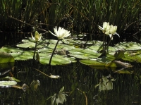 Water_Lilies_JHinchman_1_Category_Nature.jpeg