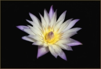 Water_Lily_DawnDingee.jpg