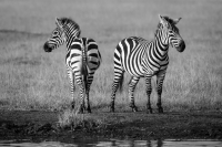 Which_way_do_we_go_Zebras_B.jpg
