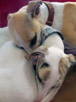 Whippets_are_-Cuddlers-.jpg