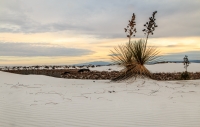 White_Sands_Yucca_Jlandon.jpg