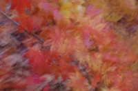 Winswept_leaves_copy.jpg