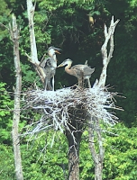 YOUNG_Herons_nature_copy_2.jpg