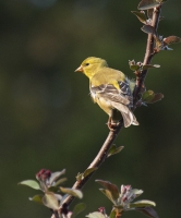 Yellow_Finch_DDingee~0.jpg