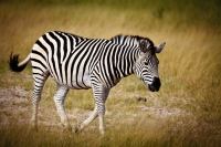 Zebra.jpg