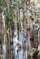 blue_heron_snowy_egret__Ever_NECC__jpeg.jpg