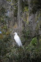 egret-moss.jpg