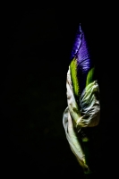 iris_bloom.jpg