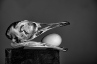 skull-egg7.jpg