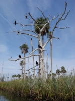 vulture-and-friends-tree.jpg