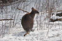 wallaby_DSC_7938.jpg