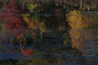 weeds_in_fall_pond.jpg
